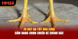 78-vay-ga-tot-nen-choi-cam-nang-chon-chien-ke-chinh-xac