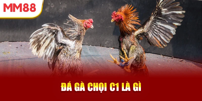 da-ga-choi-c1-la-gi
