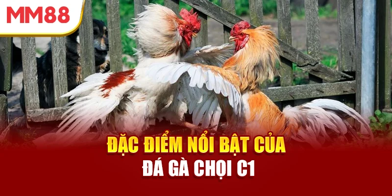 dac-diem-noi-bat-cua-da-ga-choi-c1