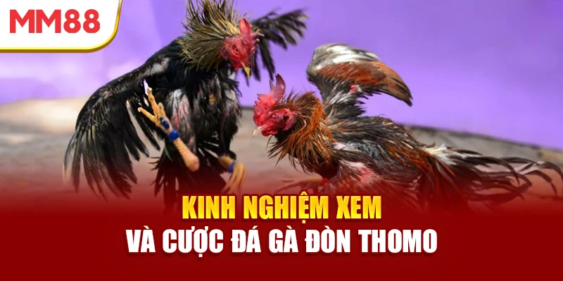 kinh-nghiem-xem-va-cuoc-da-ga-don-thomo