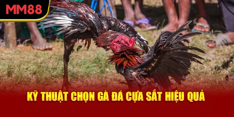 ky-thuat-chon-ga-da-cua-sat-hieu-qua