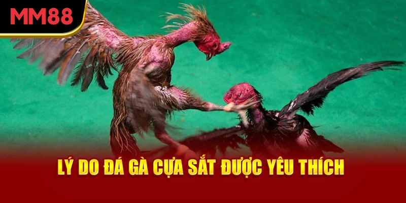 ly-do-da-ga-cua-sat-duoc-yeu-thich