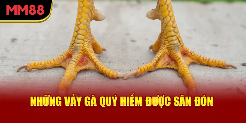 nhung-vay-ga-quy-hiem-duoc-san-don